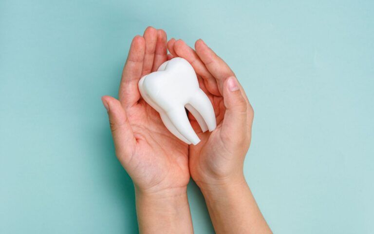 Hands Holding Tooth Model